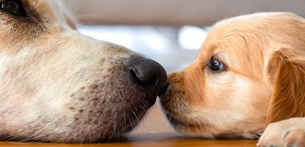 Cachorro de golden retriever acercando su hocico al de un perro adulto