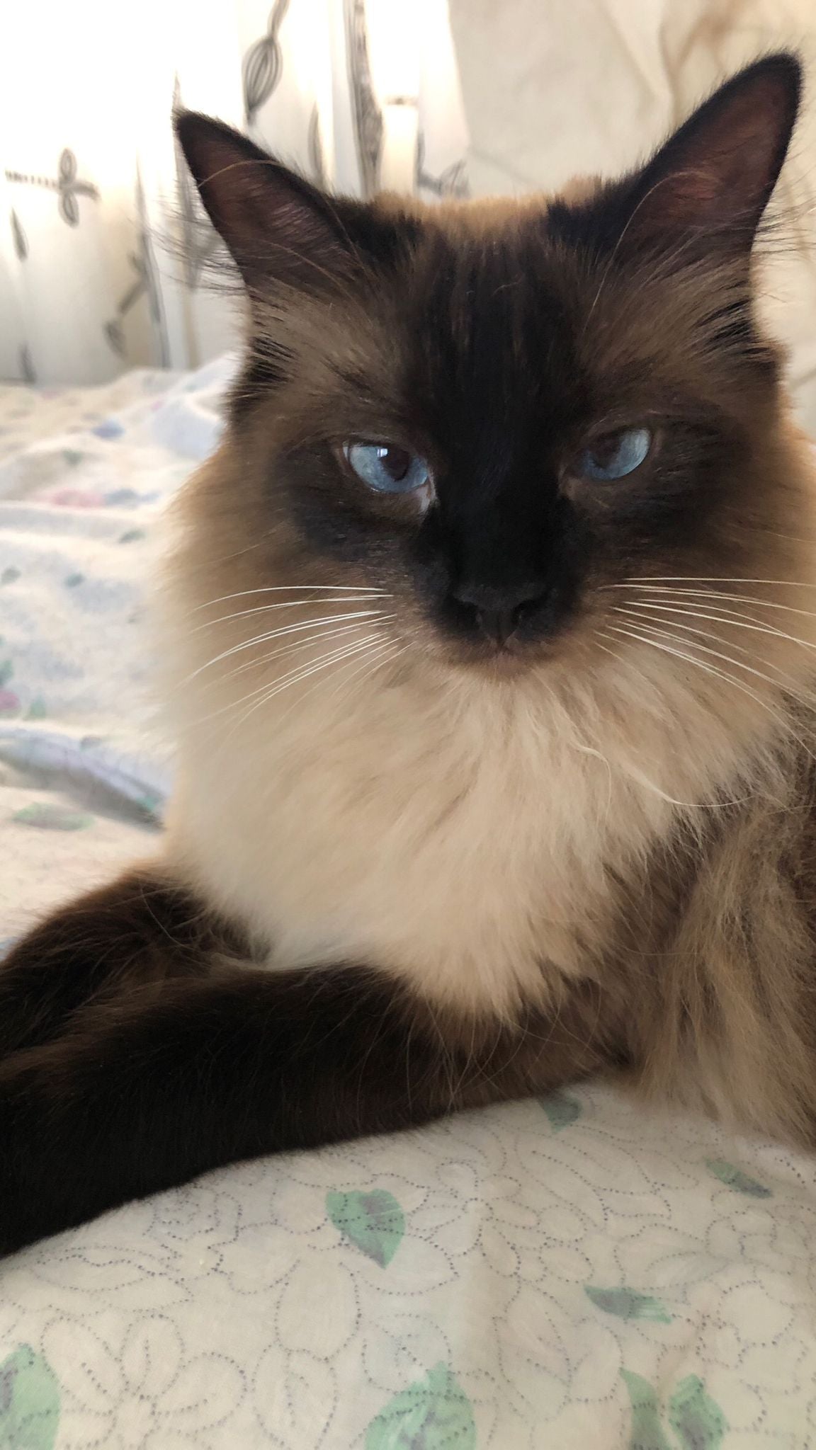 Gato de pelo largo con la cara oscura y ojos azules tumbado sobre una cama