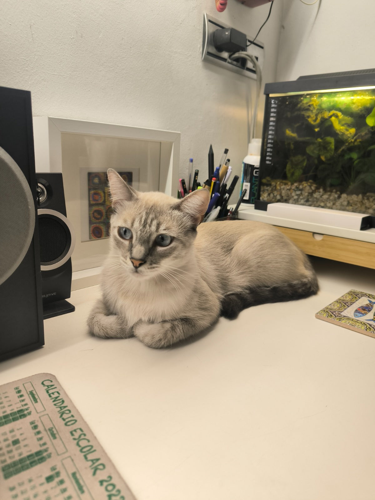 Gato de pelo claro tumbado sobre un escritorio