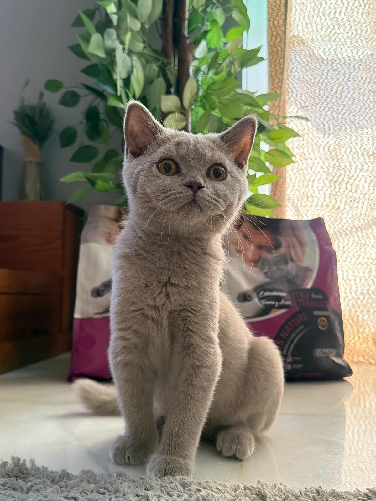 Gato esterilizado Ternera & Arroz